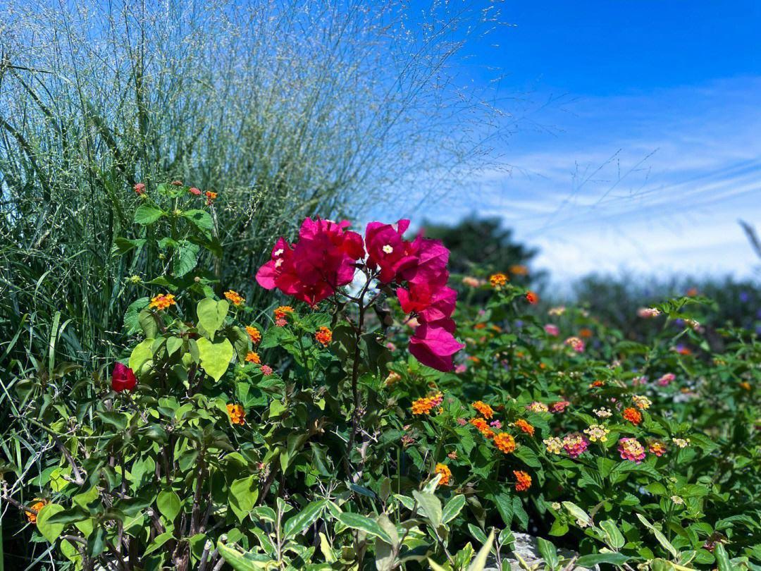 郑州经开区赏花胜地,三月郑州附近有什么赏花的