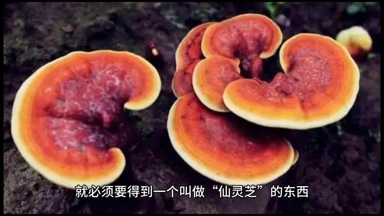 聊斋志异狼妖少爷,聊斋王生和云娘