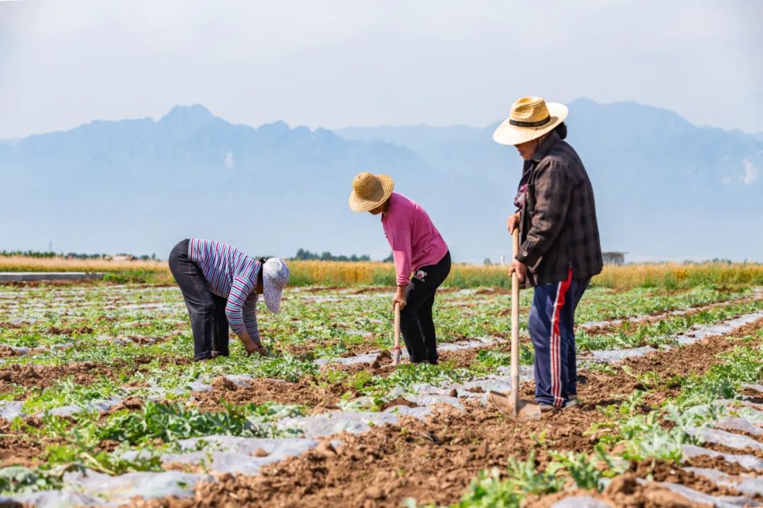 有机农场的痛点在哪,有机农场最需要什么技术
