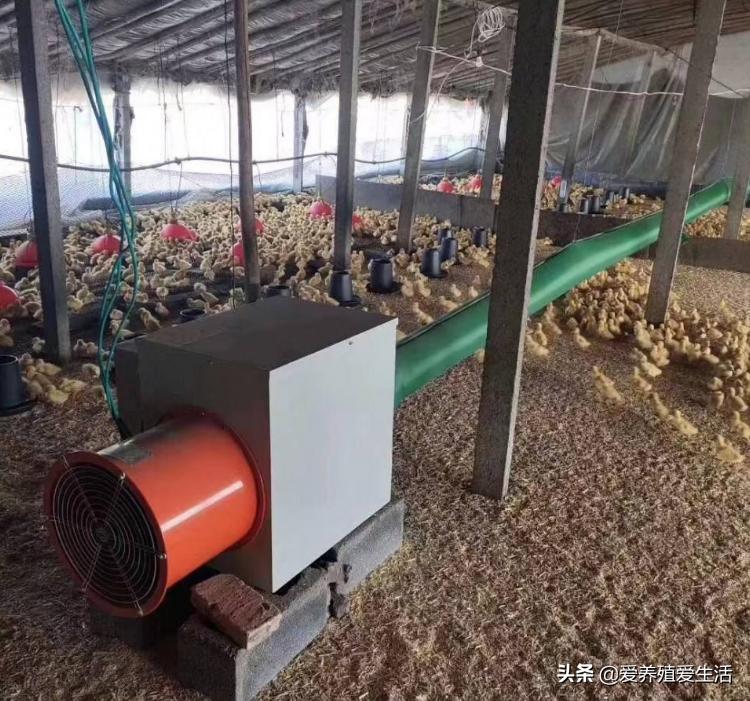 鸡育雏温度,鸡育雏最佳温度