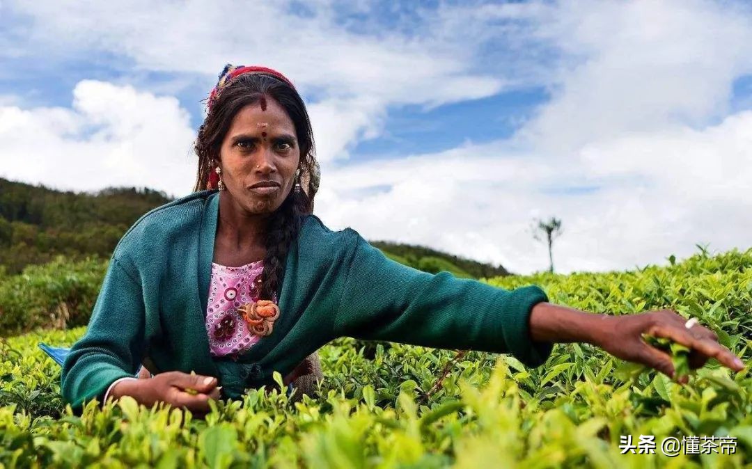 世界三大高香红茶之一英文,世界三大高香红茶地图
