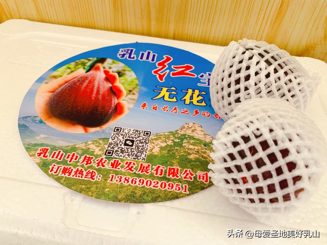 乳山一片海无花果,品味山海乳山