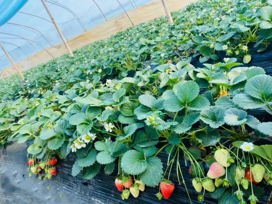 孩子们的快乐星球！周末带娃，肥西这些地方就够啦！