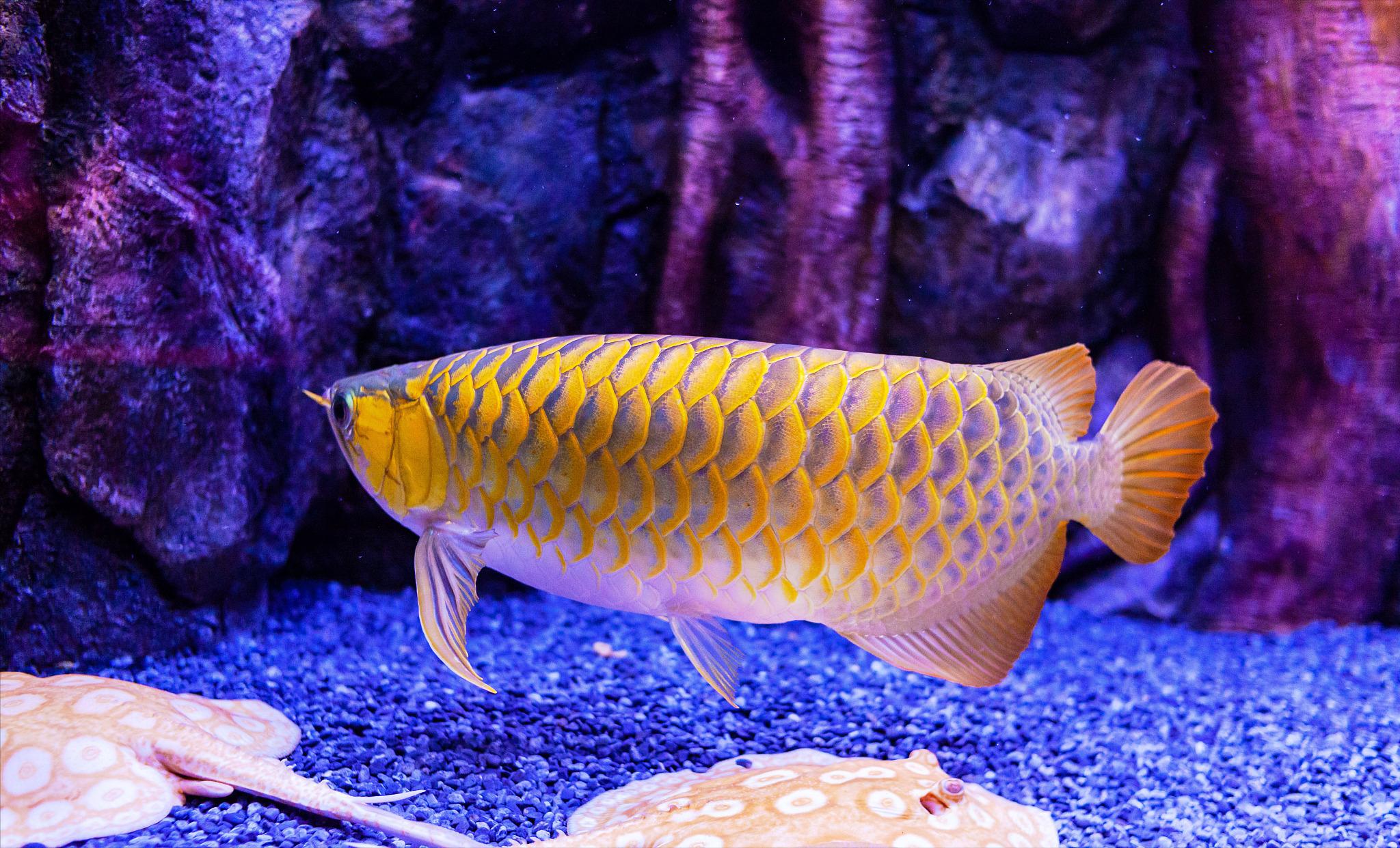 龙鱼蚀鳞如何处理,龙鱼逆鳞解决方法