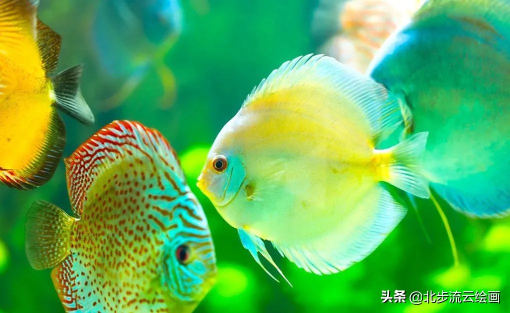 儿童简笔画教程小鱼,儿童简笔画小鱼最简单画法