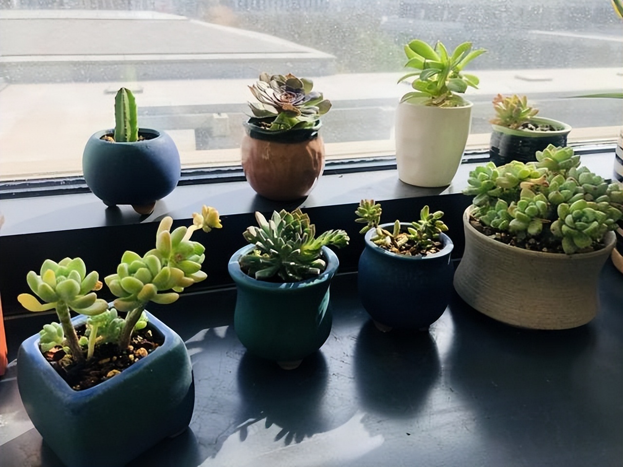 比绿萝长得快的花卉,此花香气扑鼻比绿萝好养