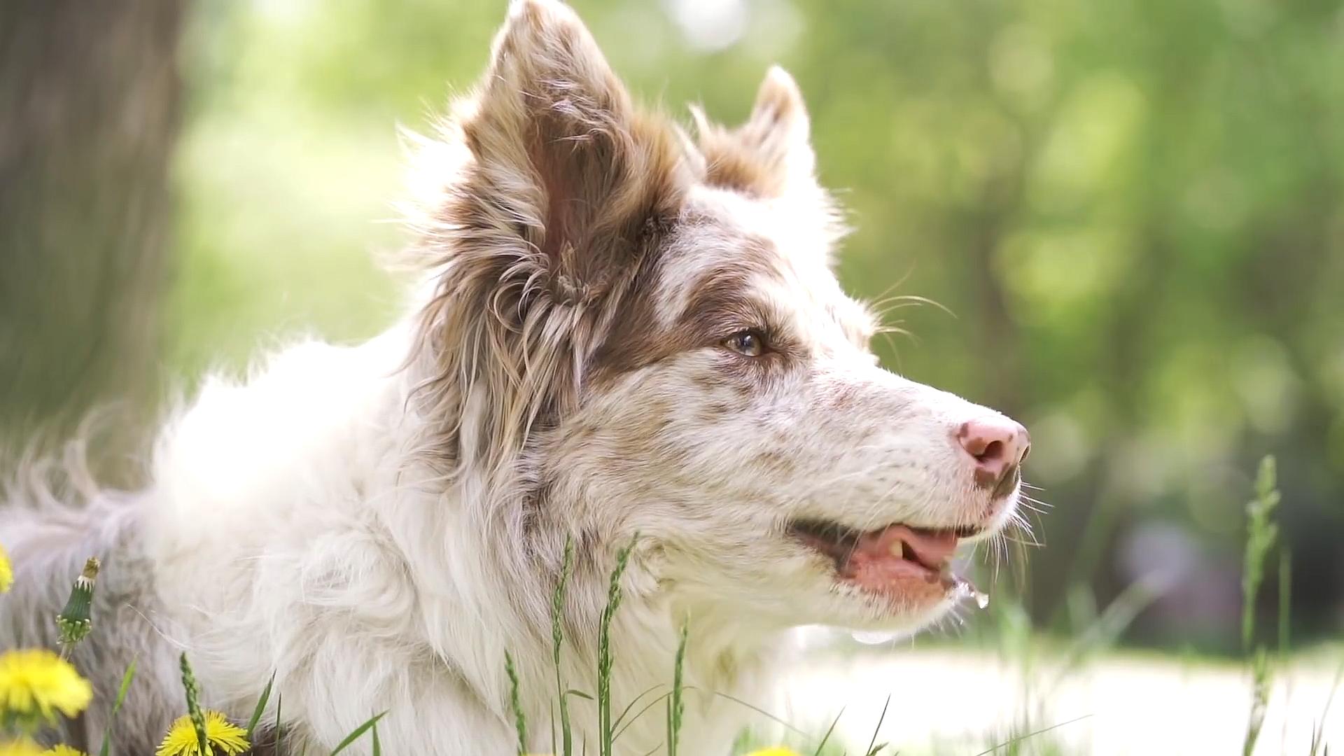 牧羊犬遭受狼群袭击,牧羊犬为什么叛变加入狼群
