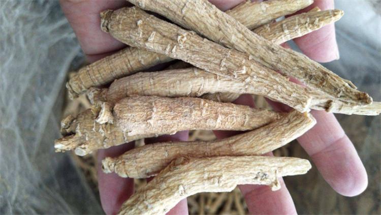 西洋参历史由来,西洋参是西方国家的吗