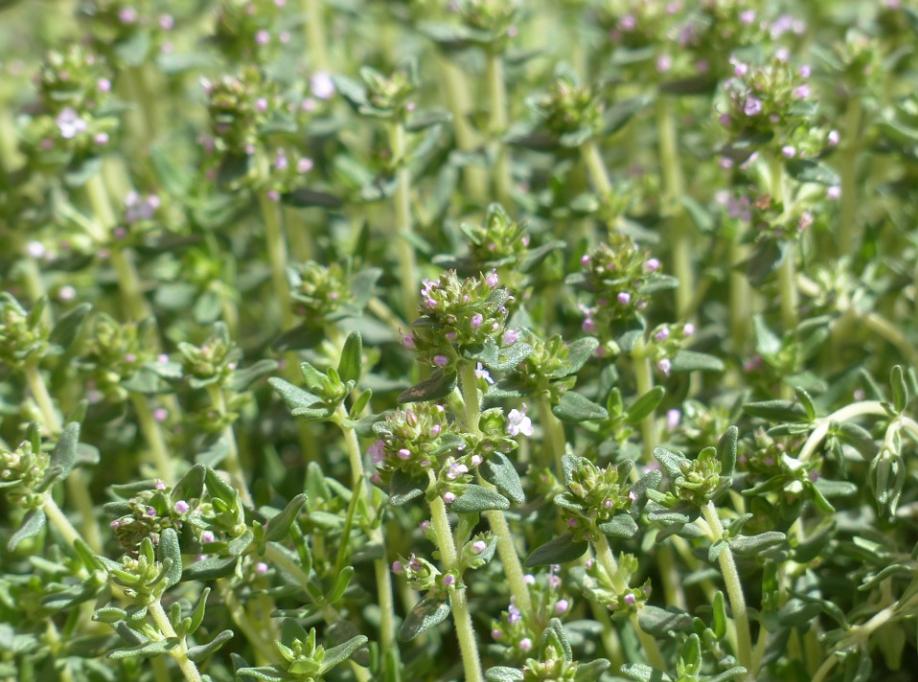 每日一花2.21：百里香：青青六月地椒香