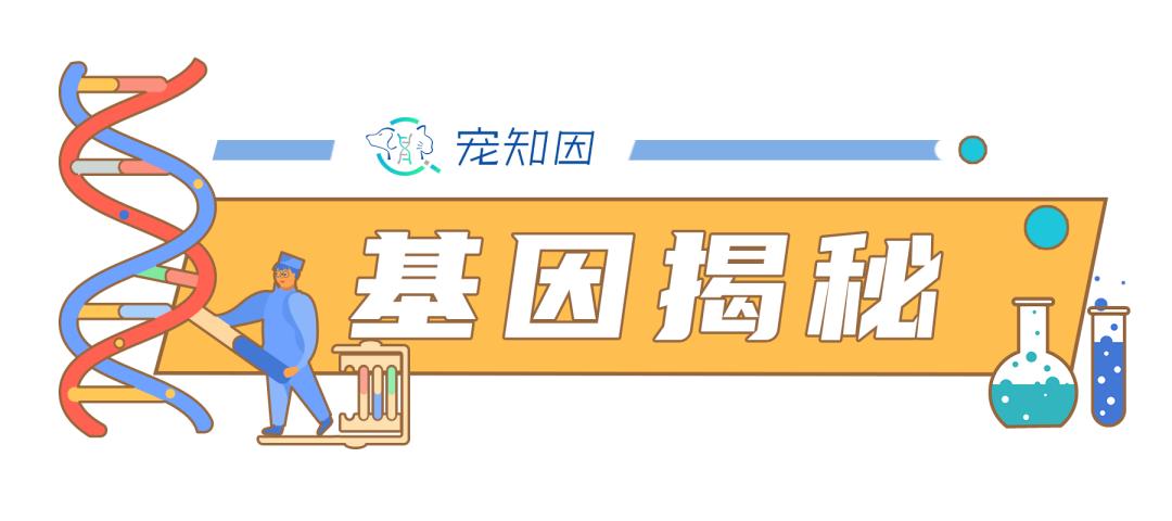 mdr1基因缺失什么意思,mdr1a怎么样