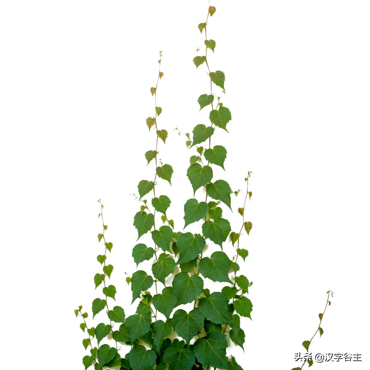 国家植物园游览掠影,走进国家植物园南北月季花海