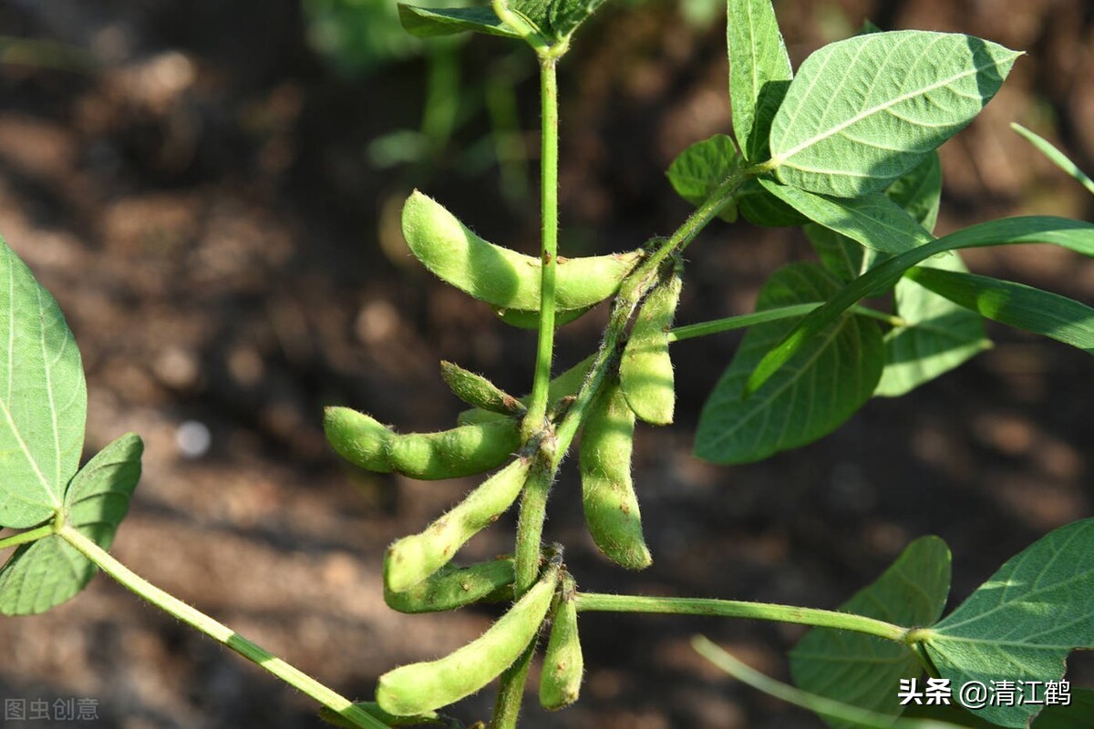 豆类除草剂哪种最好使,豆类除草剂哪种最好最安全