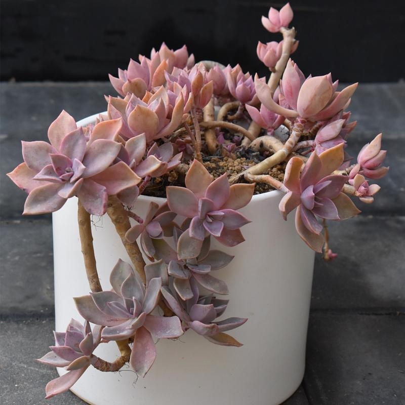 十二卷多肉的品种图鉴,100种多肉植物图片大全