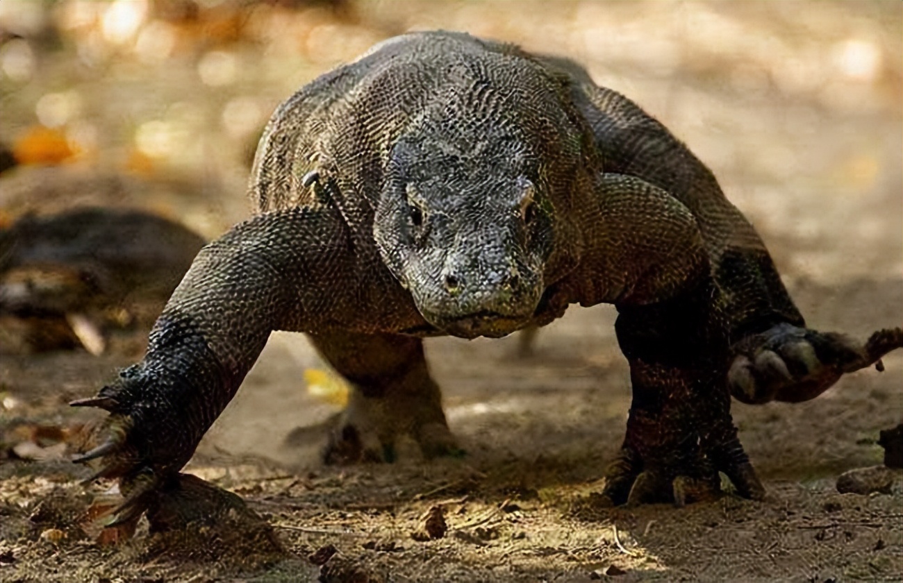 科莫多巨蜥会主动攻击人吗,科莫多巨蜥不袭击人