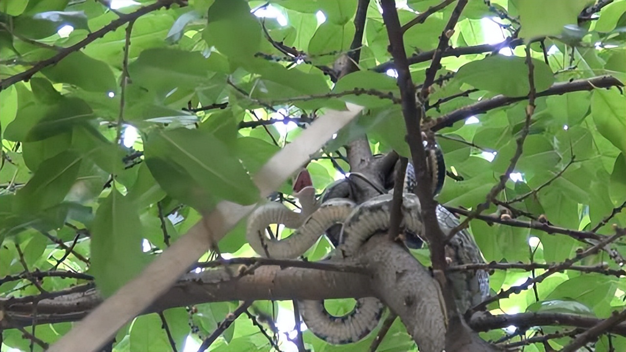 什么蛇有毒湖南,湖南地区的有毒的蛇有哪些
