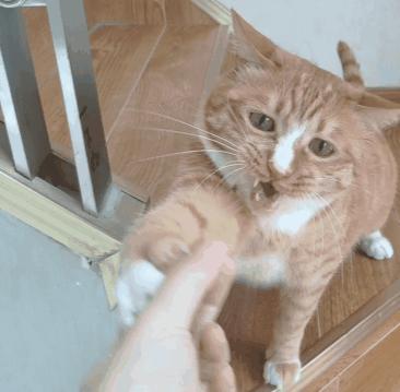 公猫不建议养的10种猫,这5种猫很忠诚一辈子值得养一只