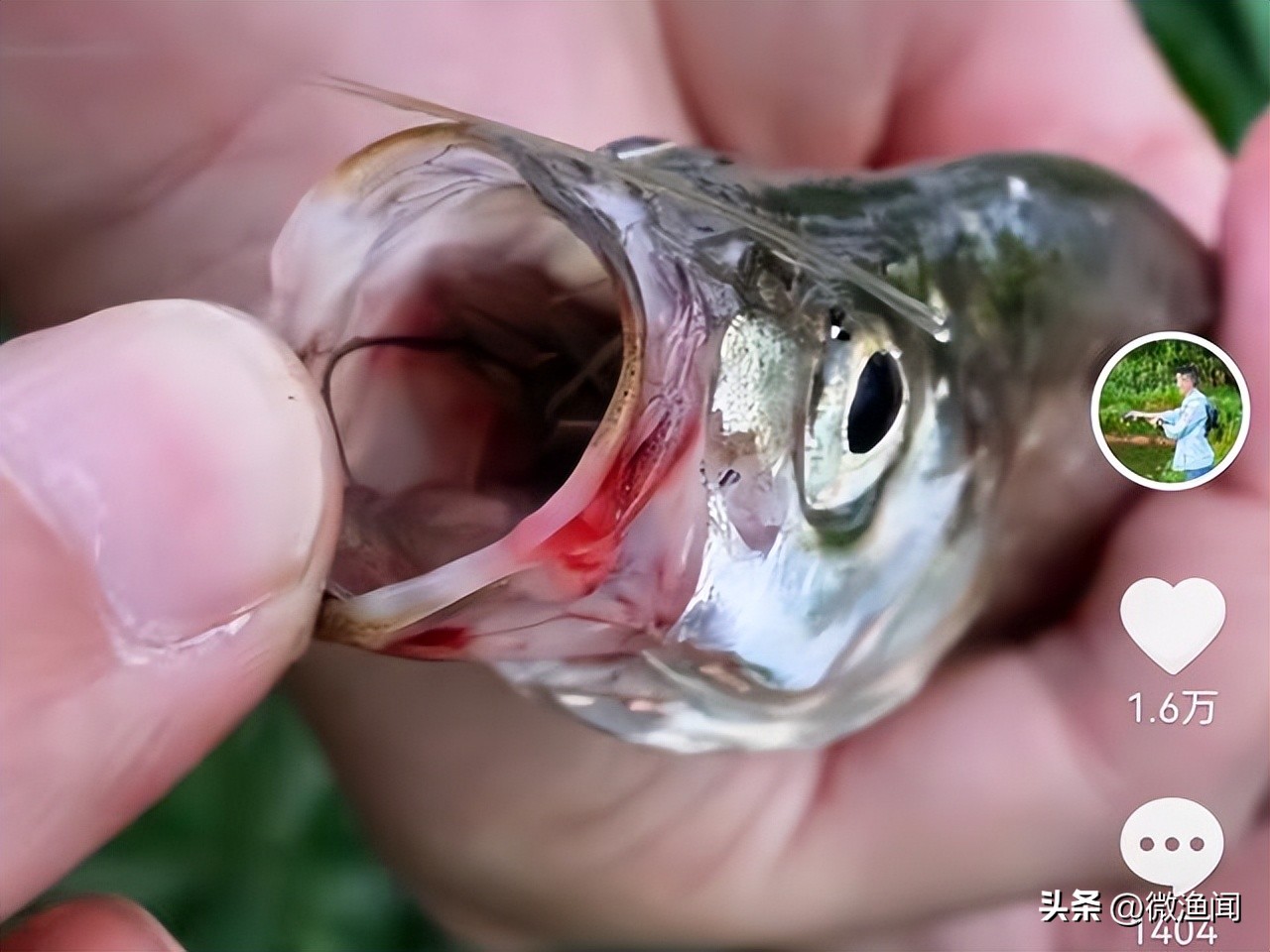 敌敌畏抓虾钓翘嘴,撒敌敌畏钓翘嘴