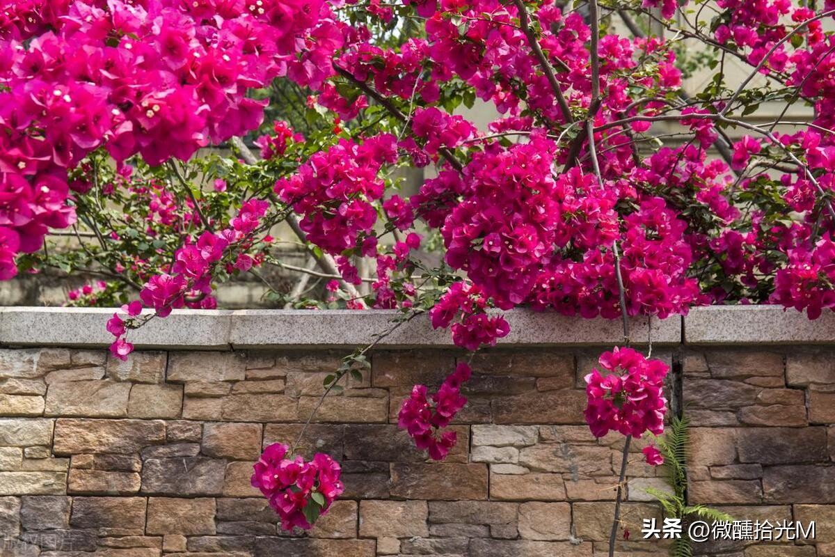 推荐10种最适合夏天养的花,君子兰开花时夏天几天浇一次水