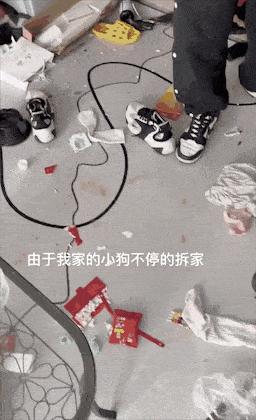 铲屎官的开心,开心快乐的铲屎官