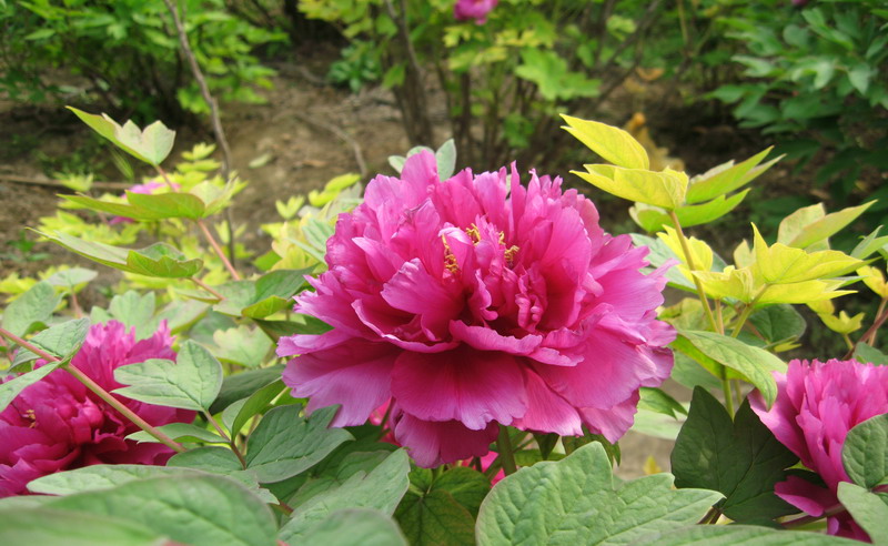 手机拍照拍摄技巧和方法大全,手机拍照要注意什么拍摄技巧