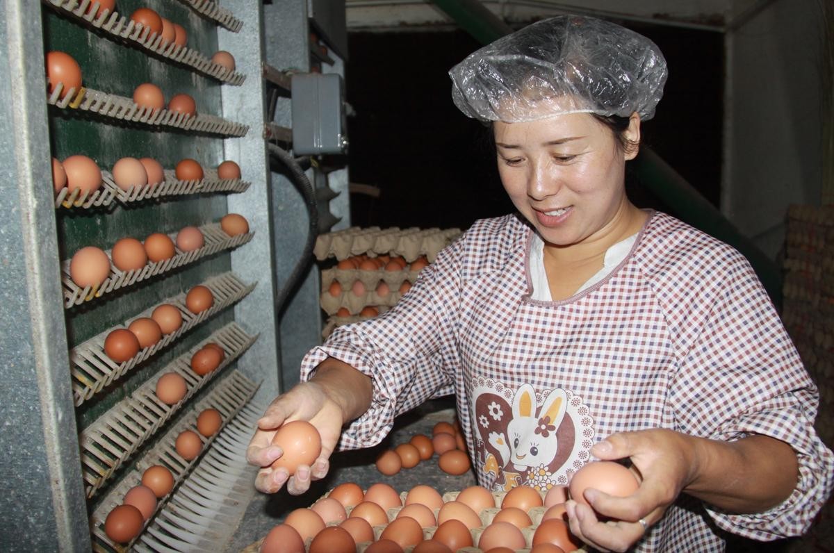 冬季蛋鸡饲养管理需要注意些什么,海兰褐商品代蛋鸡饲养管理手册