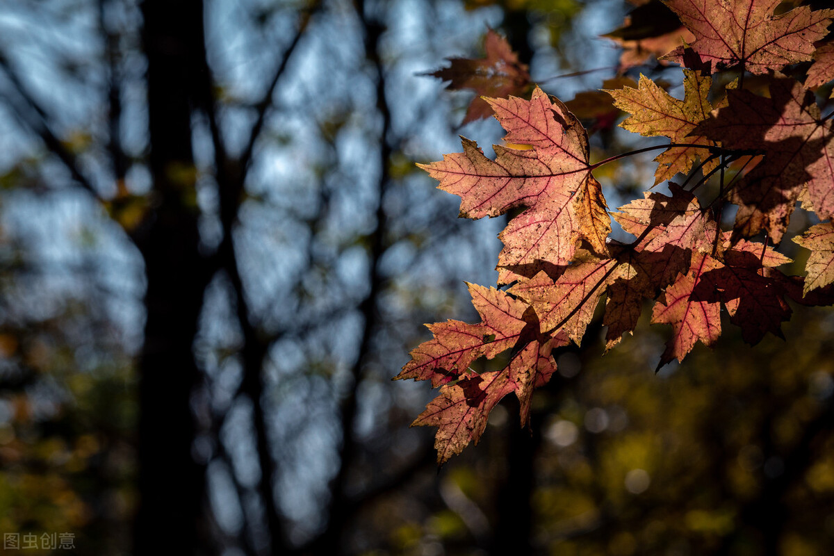 南阳朱家富：苗圃梦开出植树花