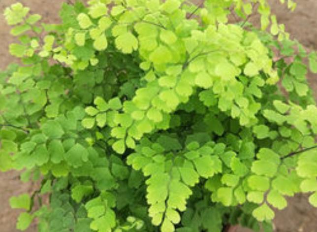 铁线蕨养护不当，叶片会发黄、干枯？教你5个方法，轻松搞定