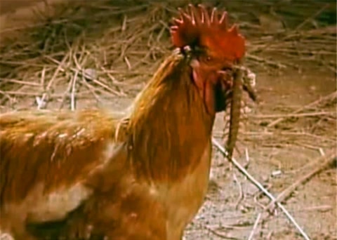 五毒之一蜈蚣为什么怕鸡,鸡为什么是蝎子的克星