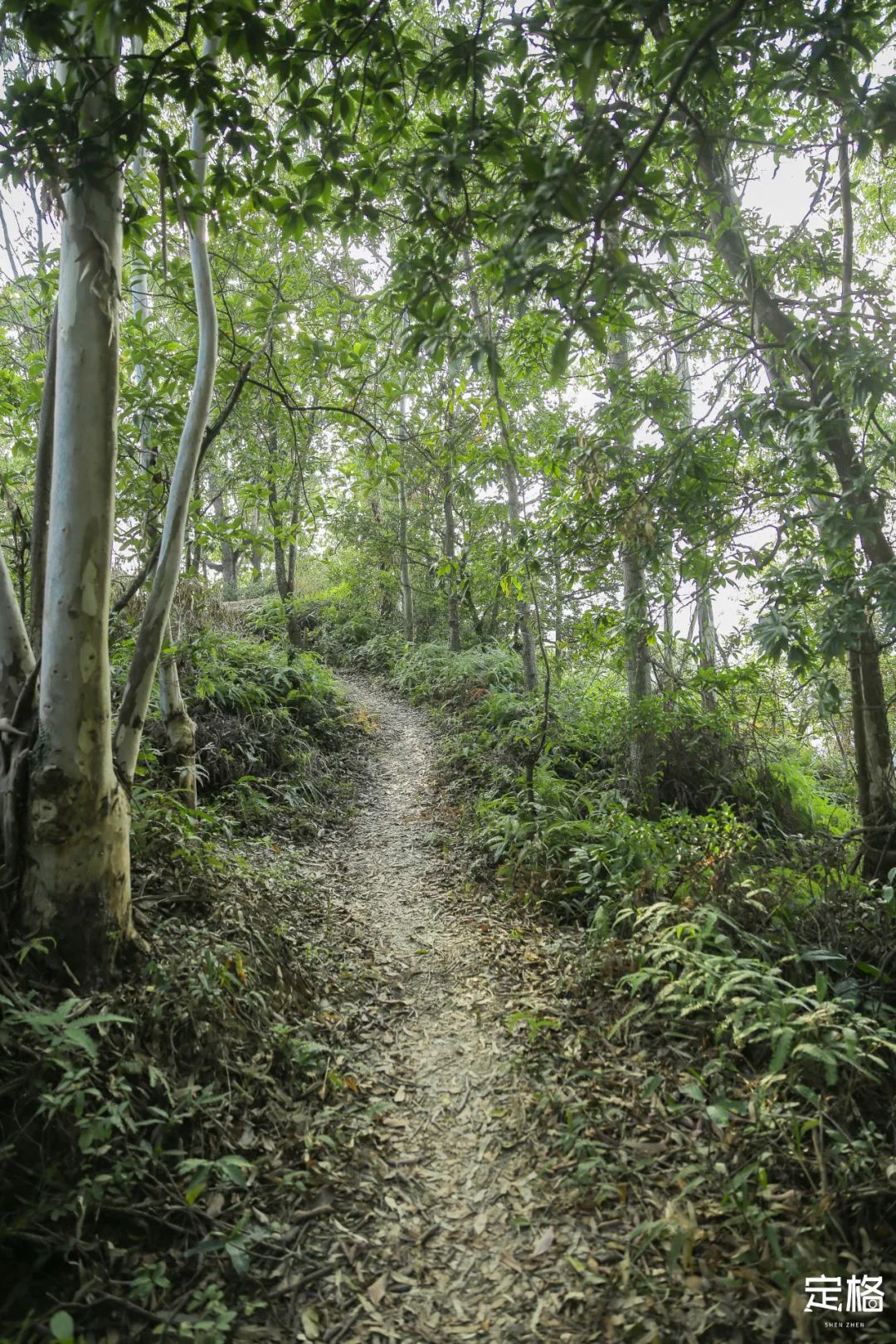 深圳10条入门登山线路推荐,深圳十大山峰最新登山攻略