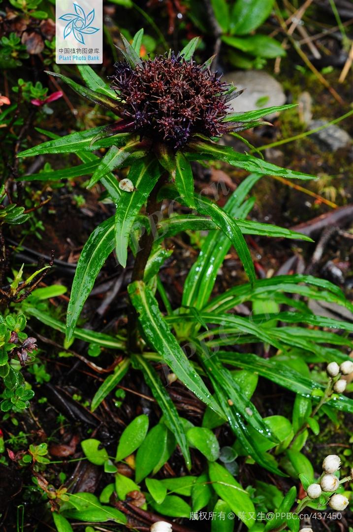 Nice兔meetyou,“属兔”的植物你知道多少?