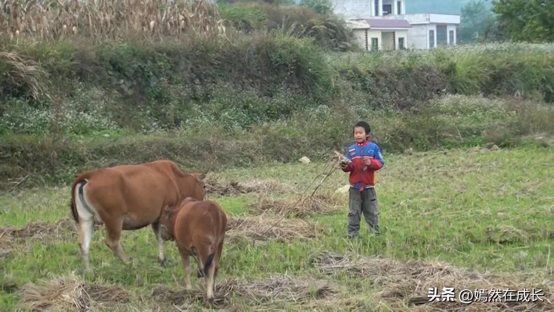 不爱学习孩子看的纪录片,不爱学习看什么纪录片