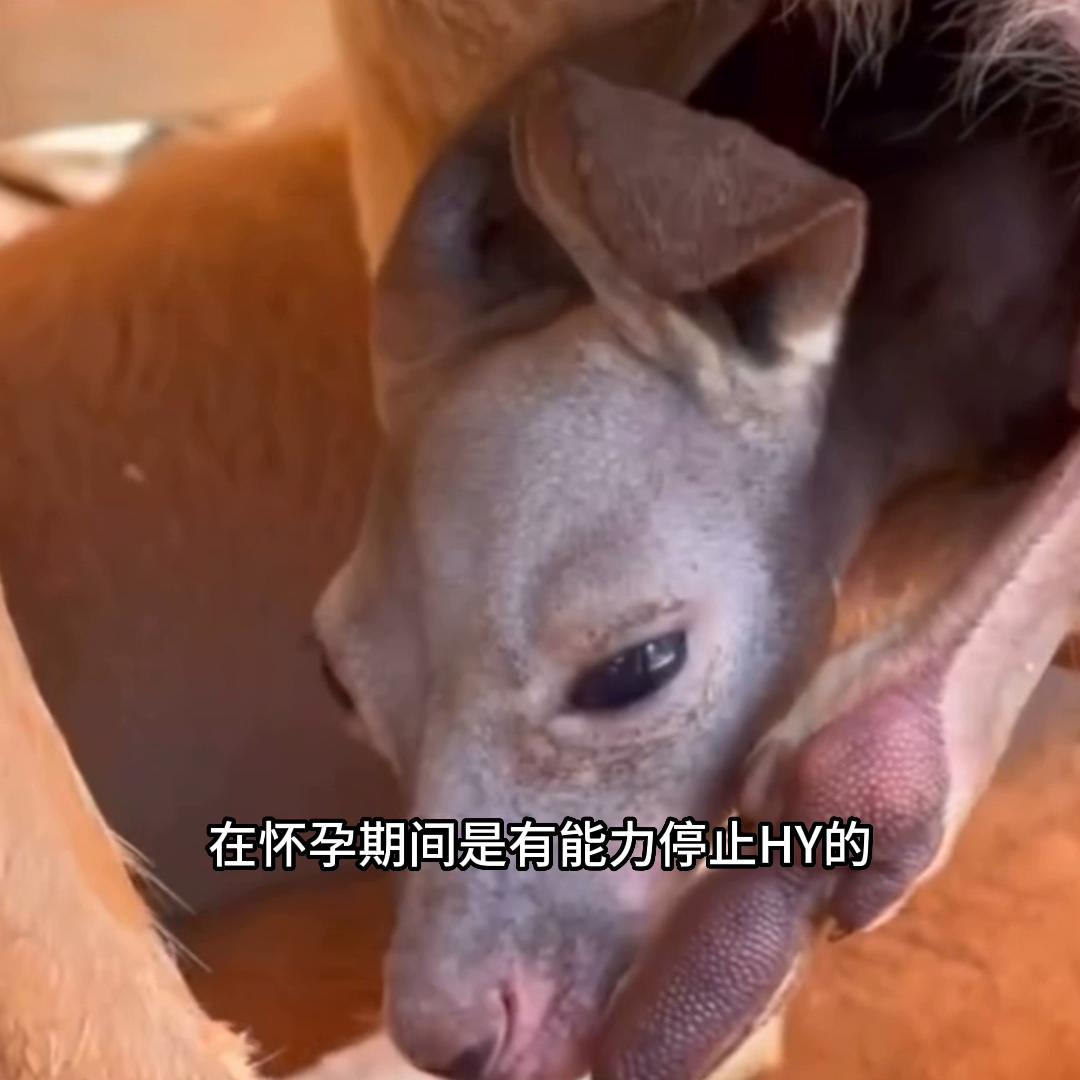 澳大利亚的国宝袋鼠多惨,澳大利亚的国宝有多可怜