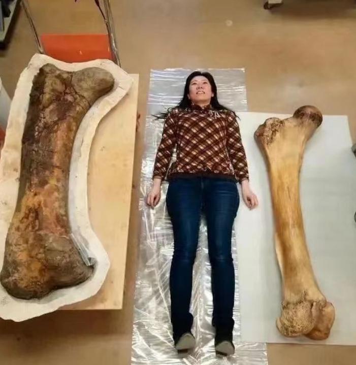 各种古生物化石图片,神秘的地球古生物昆虫化石