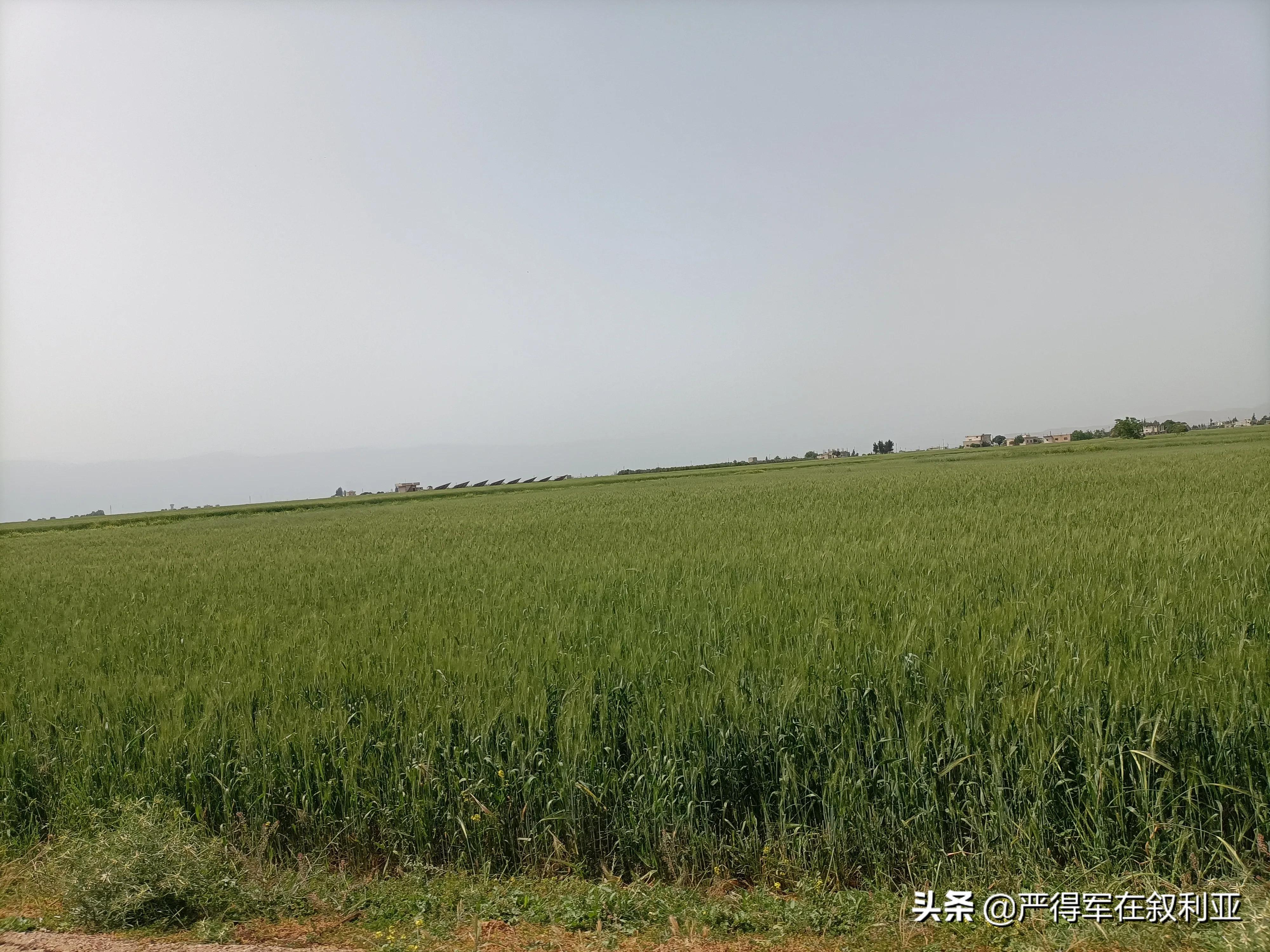 叙利亚农业商机,叙利亚农业发展商机