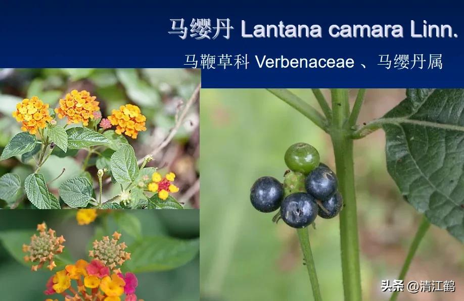 怎样解决除草剂对树的危害,十大恶性杂草除草方案