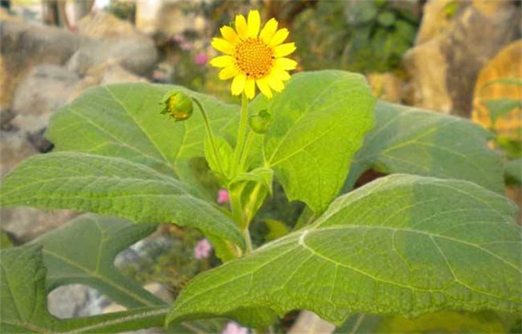 雪莲果怎么种才能长得快,雪莲果怎么种才能长得好