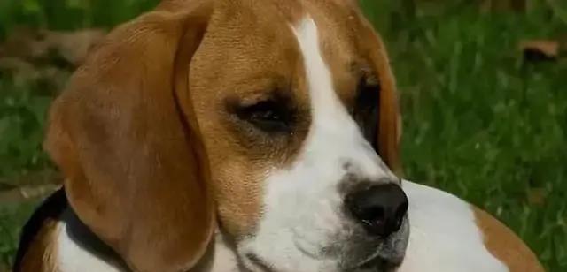 惊曝：禁忌之爱！少女与狗的*果禁**，警方震怒施重判！