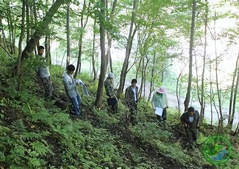 利用林业资源带动经济发展的举措,利用与发展