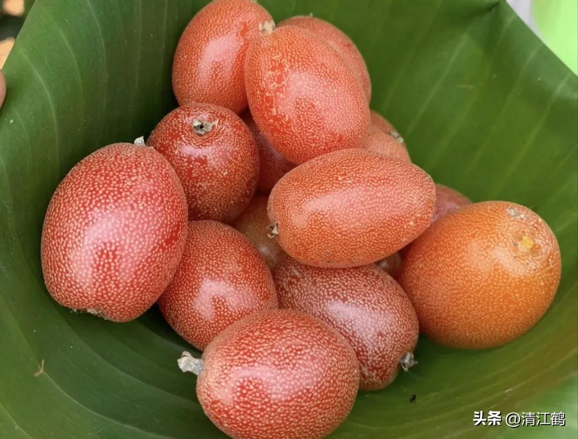 很多人没见过的奇怪生物,都没见过的奇特瓜果蔬菜