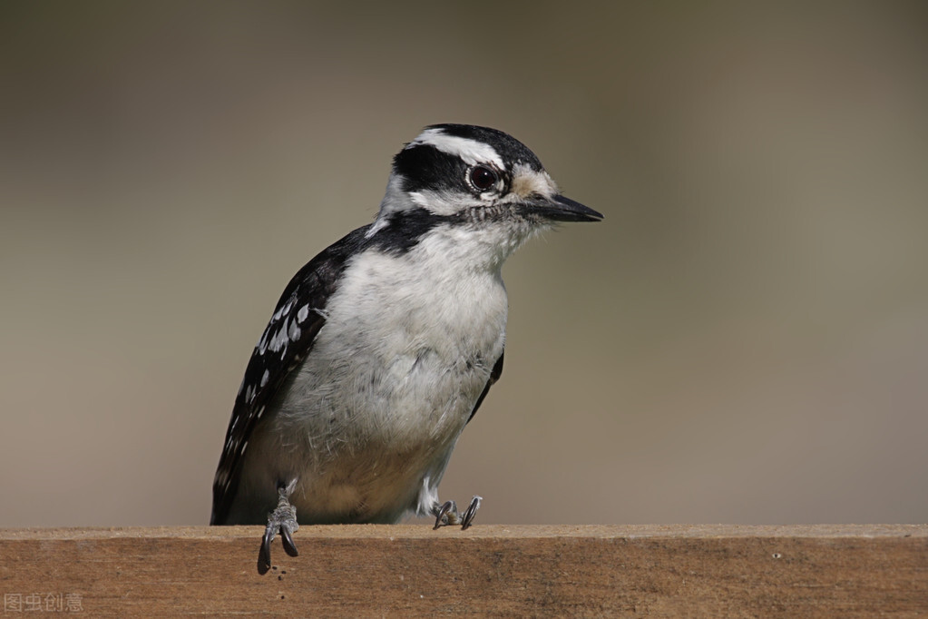 世界60个国家的珍稀国宝,100个国家国宝动物