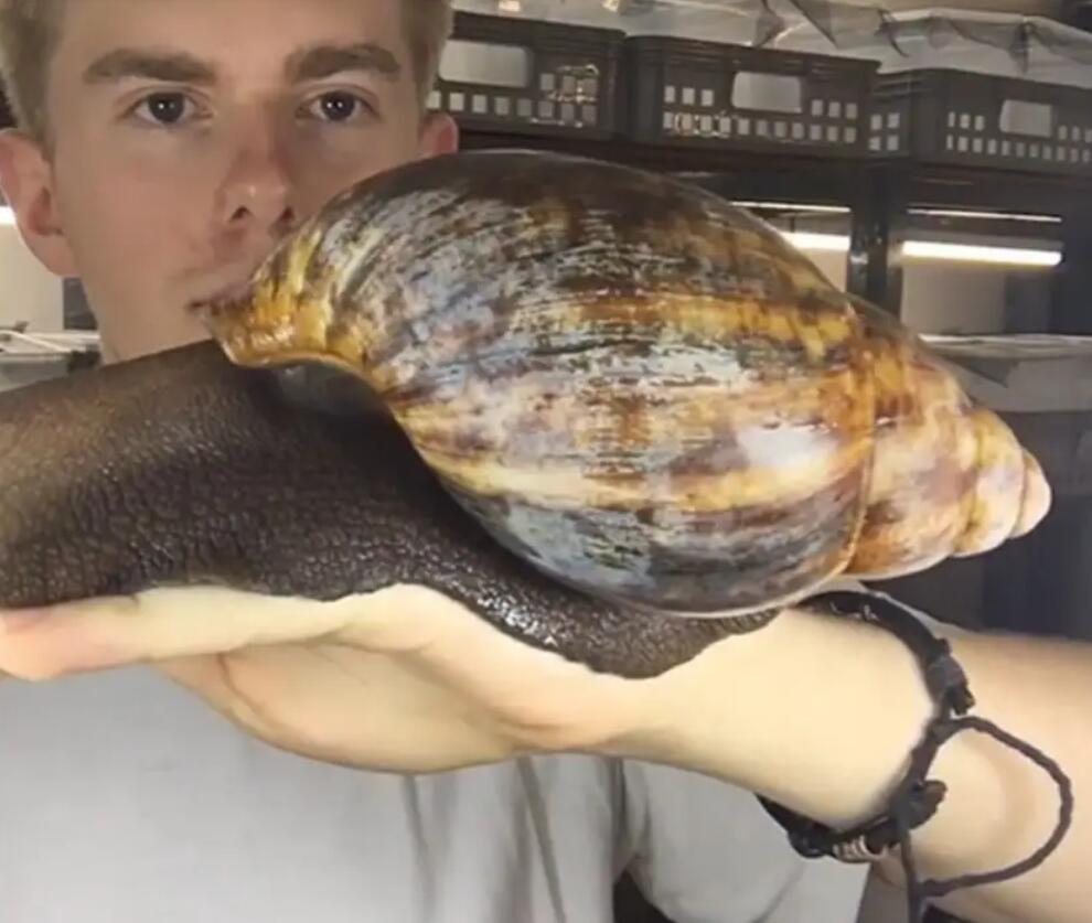 非洲野味入侵全球:中国吃货在这种巨型蜗牛面前,压根狂不起来