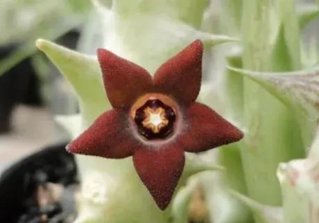 五星花有什么特点,五星花最漂亮的品种