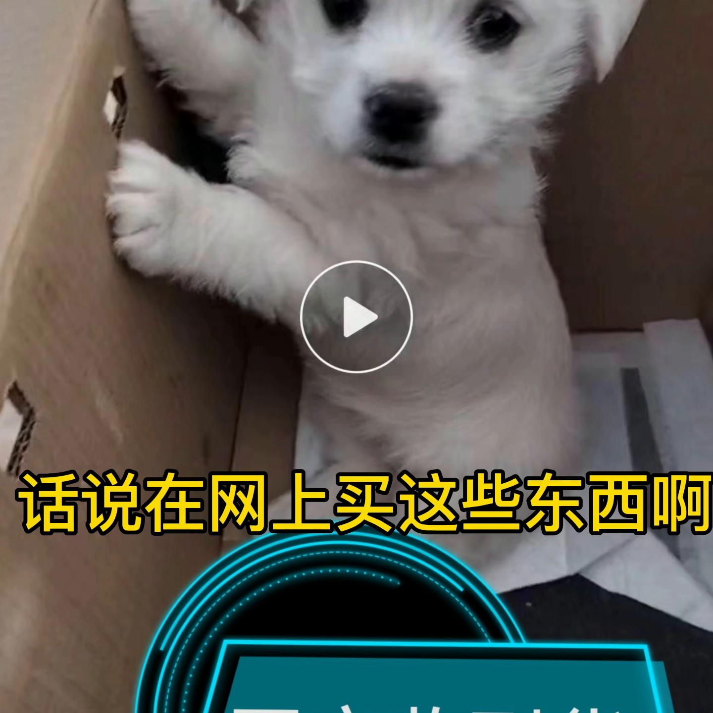 买狗被骗两百块,被骗几百元买了只土狗