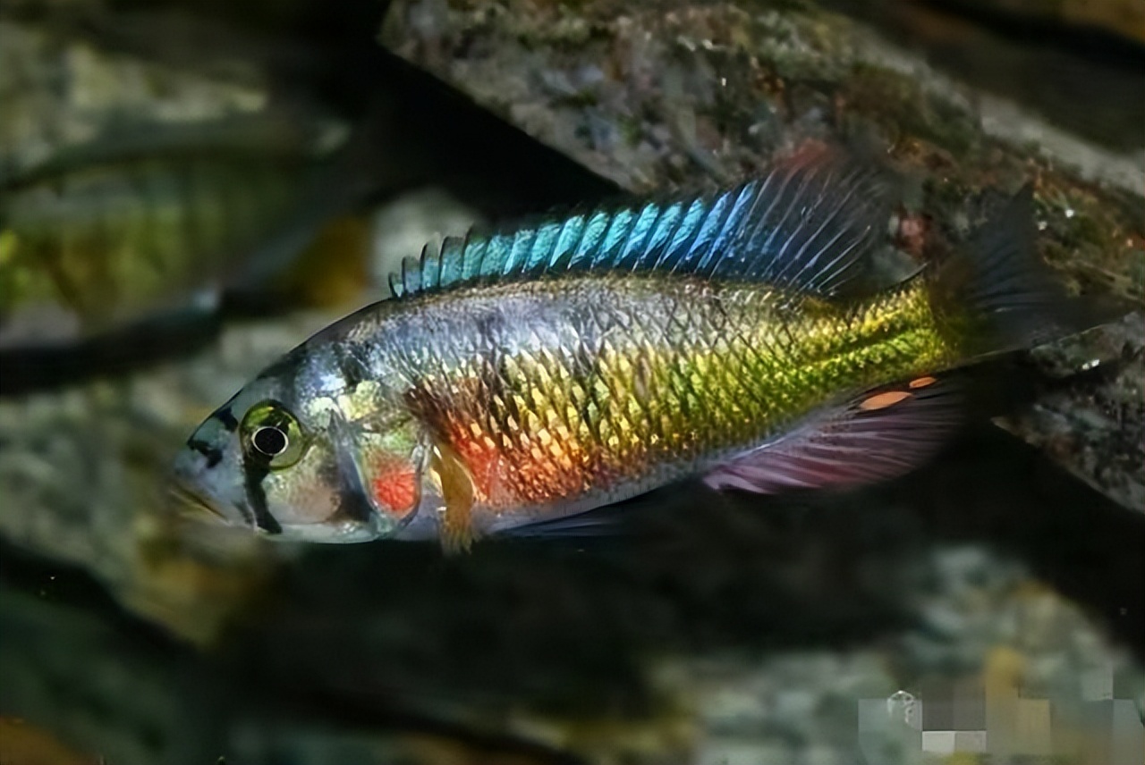 精心挑选6种最容易饲养的观赏鱼,新手饲养观赏鱼有哪些推荐