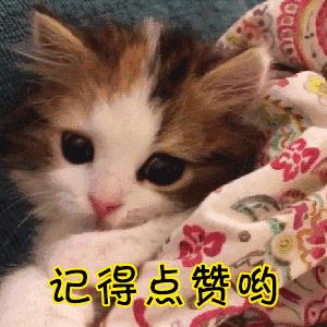 买宠物狗的坑有哪些,买狗差点上当