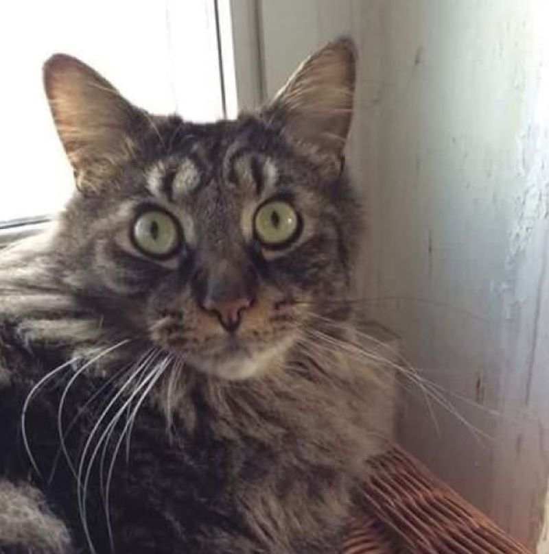 独有的猫叫,独特的猫王