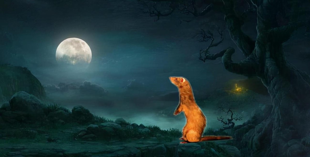 黄鼠狼会记仇是封建迷信吗,黄鼠狼白天有什么征兆