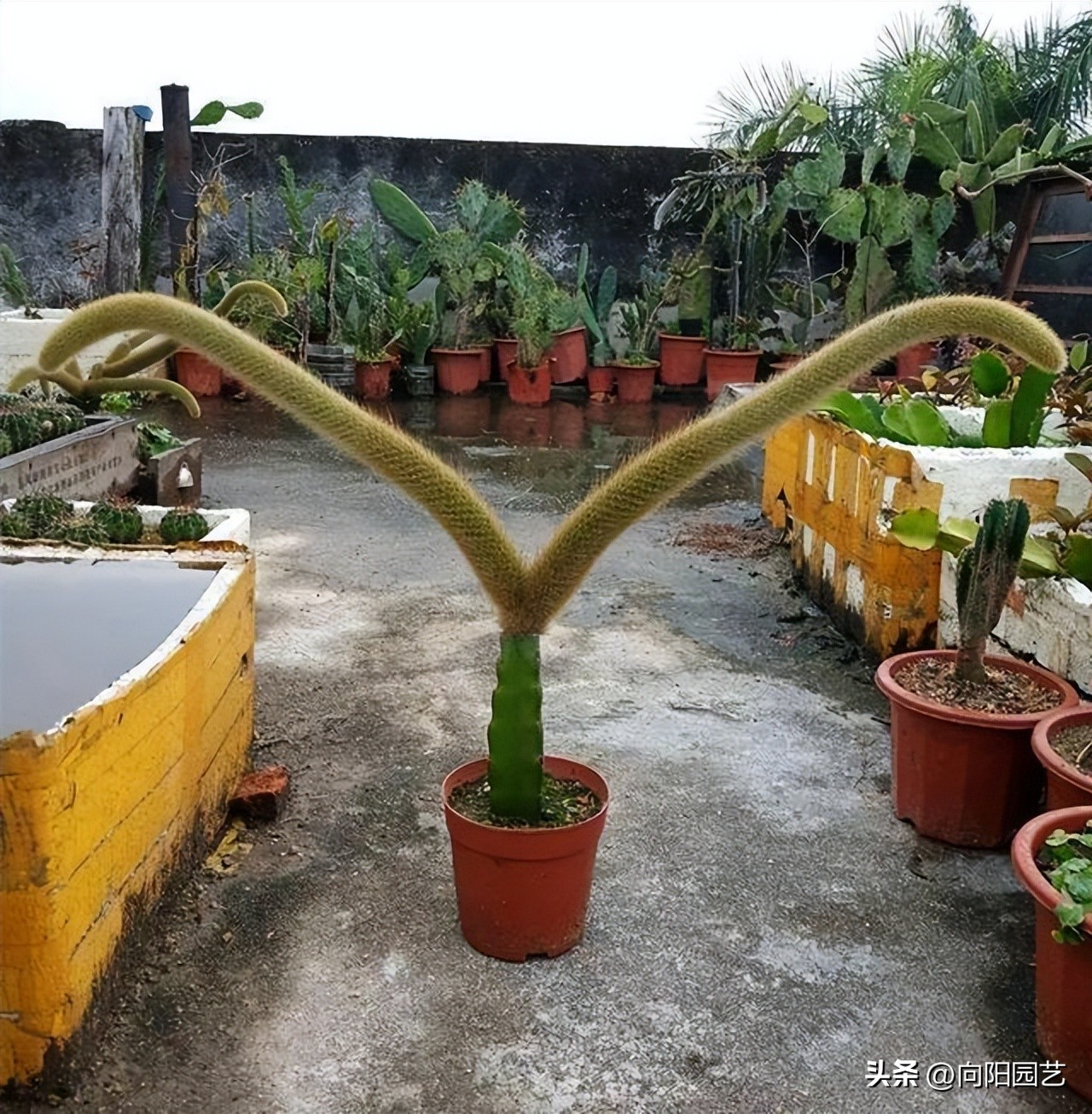 多肉九尾狐有长毛和短毛之分吗,猴尾柱与九尾狐哪个粗一点