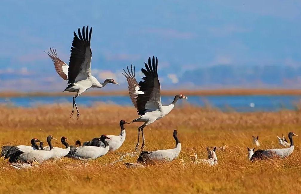 南宋张炎咏雁的词,南宋张炎