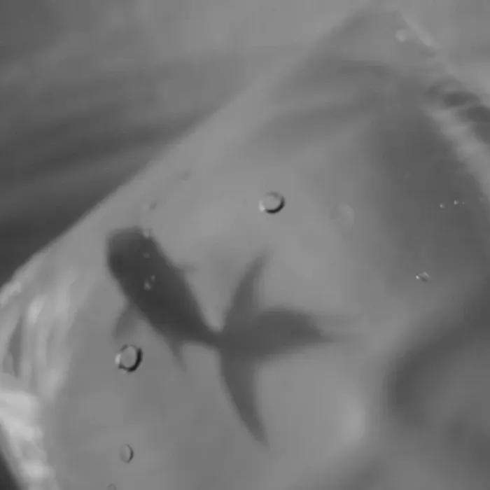 千万别读《项塔兰》，因为读完之后，我怕你再也不是原来那个你。